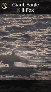 The eagle's thunderous attack caused the jackal to lose its ability to fight. | Nature Agry