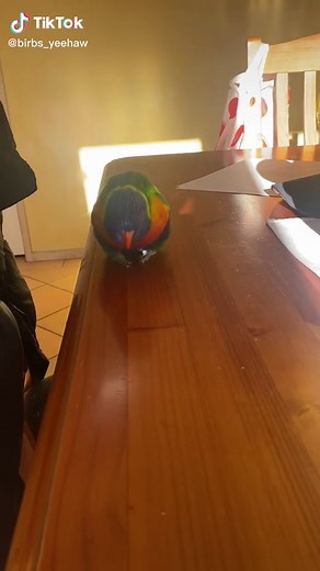 Colorful Rainbow Lorikeet Bird - Little Hops and Lorikeet Things