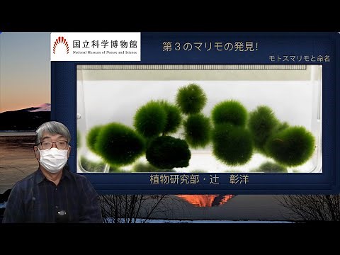 モトスマリモのご紹介【国立科学博物館 微細藻類研究室】