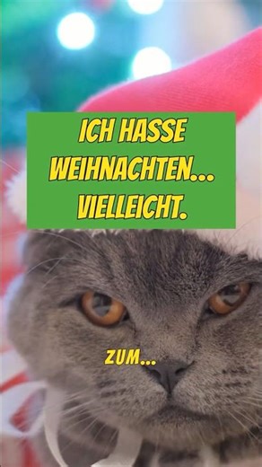 Weihnachten aus Katzensicht: Absolutes Chaos 🎄🐱😼