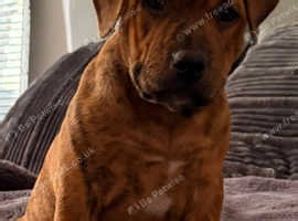 Only 1 Quailty female left ! Reduced Ready to leave Mastiff x