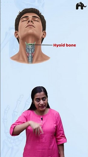 Skeletal system Class 11 Bio One shot- concepts , Diagrams, Memory tricks #concepthogacrystalclear