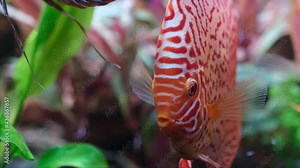 Colorful discus fish swim in the aquarium. Decorative fresh water fish.