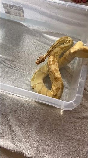 Ball python feeding time