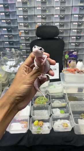 Super Snow Eclipse / Pied / Gecko Smile