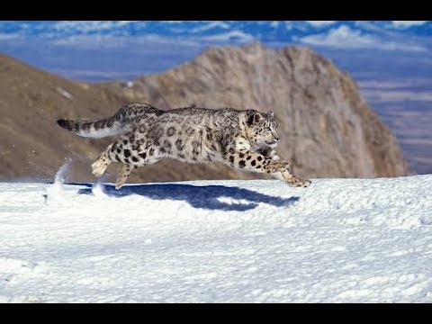 snowleopard hunting facts and Real sighting in world#snowleopard