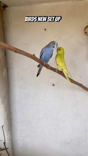 Birds new setup /🥰❤️ #viralvideo #birds #youtube #shorts #explore #pets #cage #vlog #pets#budgies￼