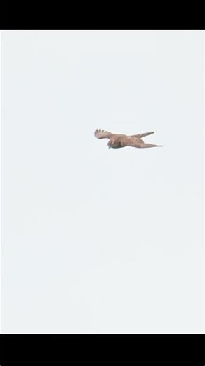 Der junge Habicht macht die Gegend unsicher #shorts #wildlife #nature #Habicht