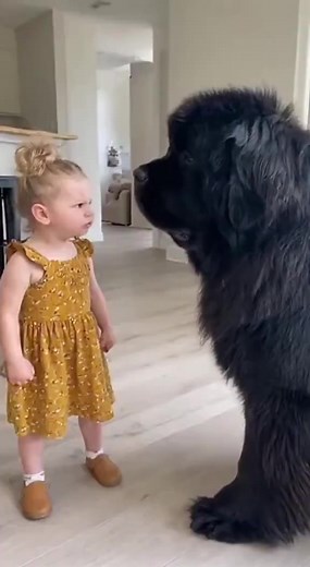 Funny! Watch this dog get read the riot act! | Meteorologist Dan Henry