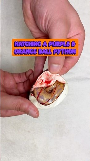 Hatching a PURPLE & ORANGE Ball Python😍🐍