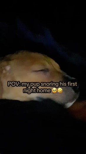 Flashback to gotcha day 🥰🐾💙 #puppytiktok #pitbullsoftiktok #dogpack #dogssupportingdogs