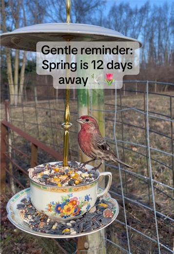 Repurposing Vintage Teacups for Wild Birds