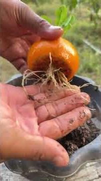 How to Grow Orange Trees Faster 🍊 | Best Tips for Quick Fruit Production (Grafting Method)
