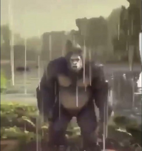 Look at this monkey (look at his monkey meme) (look at this monkey Ooga booga)