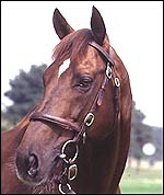 Derby winner Nashwan dies - Horse & Hound