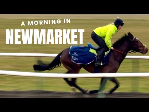 A morning as a syndicate manager - come and see our 8 horses in Newmarket including Shes Perfect