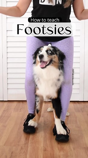 Smart Australian Shepherd Dog Training Tips