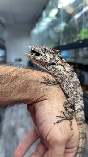 HerpTime on Instagram: "Can O’ Snails from @zoomedlabs is always a fun treat for the false chameleon! Their natural diet is heavily made up of mollusks like snails and slugs. Though I mainly feed live insects to the couple species of chamaeleolis I keep in captivity, they definitely enjoy these canned snails. I’ve shared videos of the other canned foods from Zoo Med like grasshoppers, shrimp, and roaches being fed to my shinisaurus, and I always like to try and see who wants a treat when I open 