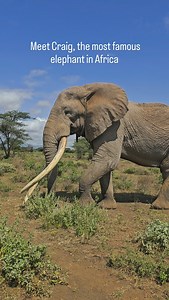 The Gentle Giant ~ Craig the largest and the most famous elephant in Africa. The Day we met Craig, the celebrity super tusker of Amboseli, looking happy and healthy! At 53 years old, Craig has survived and thrived for longer than many other elephants get the chance to do. Old as he may be, Craig has a very important role to play. As a healthy active male, he is especially important for ensuring a strong gene pool is passed down to the next generation of elephants! The biggest threat that elephan