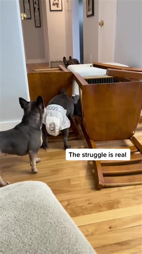 French Bulldog Mating: The Reality of Breeding