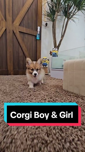 Adorable Corgi Puppies at Pretty Pets Kennel - Chonky, Cute and Lovable!