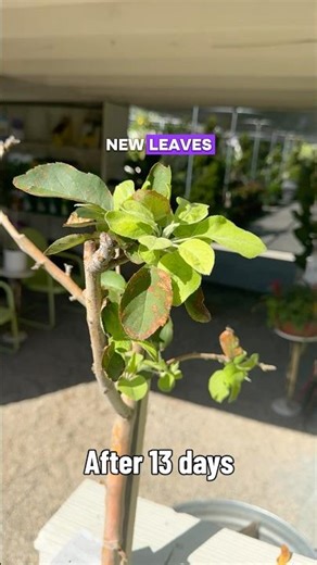 Wake up and feed trees