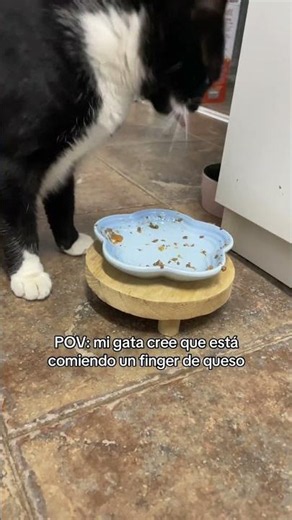 Cloe tiene una forma muy delicada de comer😂 #gatosgraciosos #gatitos #michismemes #amorgatuno