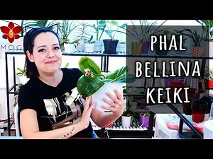 Phalaenopsis bellina keiki - Update after division