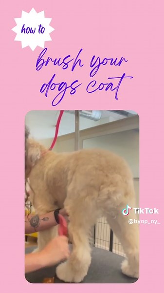 🐾At Home Grooming Tip: Properly Brushing and Combing your dog’s coat is key to a happy grooming experience! Start by brushing the coat with a slicker brush to separate the top layer of hair, then use a comb to reach down to the skin and eliminate any trapped hair that can cause matting‼️Your dog and groomer will thank you for it! 🙌🏻💞 📞Call us at  1(718) 556-2967 to book your appointment! #BrushAndComb #GroomingTips #HappyPets #BYOPNYGrooming #StatenIslandPetGrooming #DogsOfInstagram #DogGro