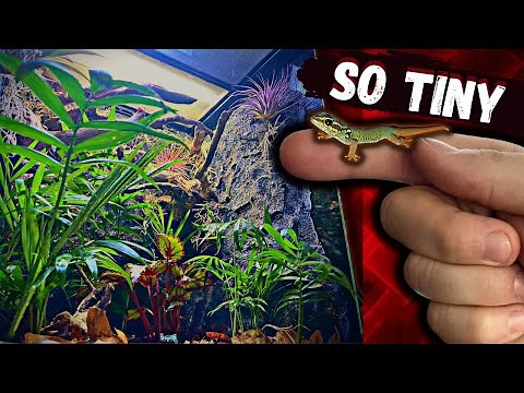 Electric Blue Day Gecko Bioactive Vivarium Tutorial