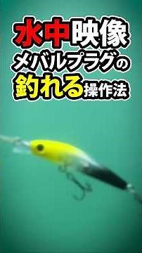 Underwater video / How to use a rockfish plug to catch fish #Aqua Wave #Shallow Magic #Little Mag...