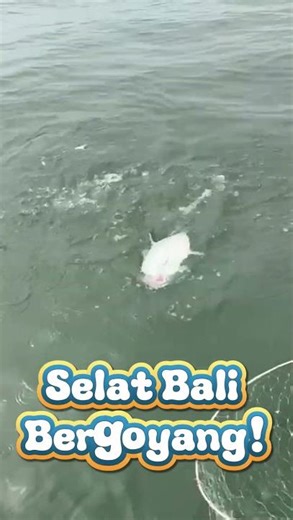Ikan gurih ini mau diajak pulang #fishing #selatbali #mancing #hobimancing