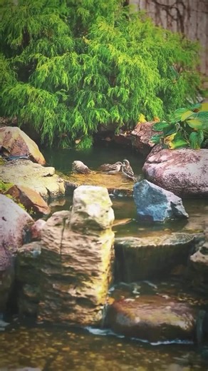 Bringing peace and relaxation not only to homeowners, but to wildlife as well! ❤️ Build it and they will come. 🐦 | Aquascape Pond Shop