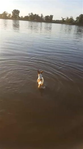 Make we cook stew 😂😂😂😂😂#dogsofttiktok #gehgeh #gehgehmemes #fyp | dog