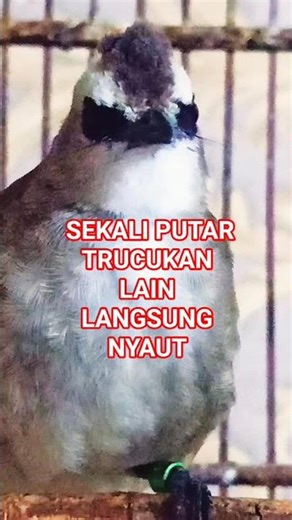 Suara trucukan betina memanggil jantan, pancingan trucukan paling ampuh
