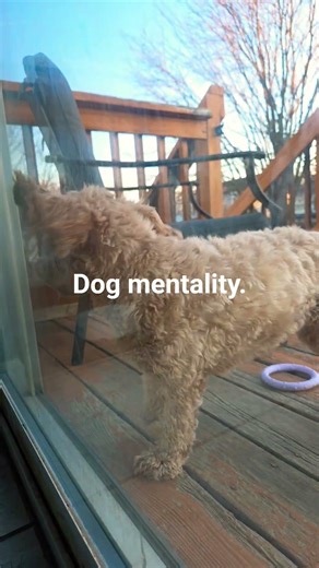 la do di do di di di do dog core #fypシ #dog #mentality #puppy