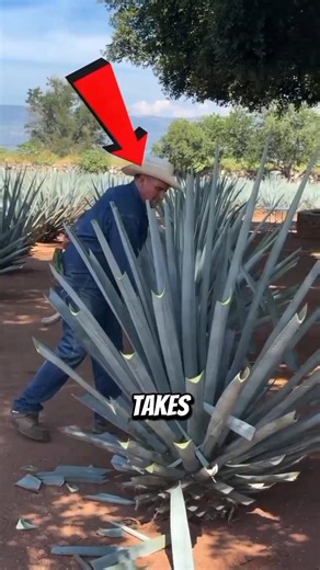 This Plant Takes 7 Years to Grow… and This One Cut Changes Everything #tequila #agave #plants