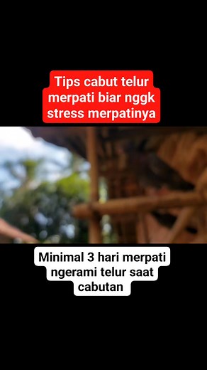 Tips Mencabut telur merpati agar merpati bisa cepat giringnya #merpatitinggian #merpatikolong | Pecinta Merpati Indonesia