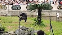Moment chimp hurls a ROCK at spectators at Chinese zoo