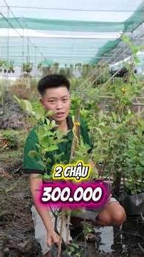 This Thai green-skinned apple tree is absolutely gorgeous. It's in a large pot and will bear frui...