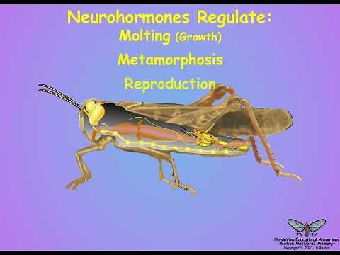02-Insect Endocrinology - Hormones, Sources and Actions - An Overview