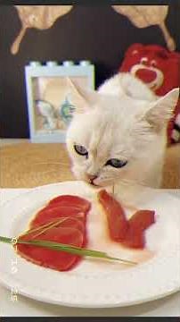 Cat dinner time 😋 😁 “Cute Cat Eating Food 🐱🍲 | Meow Meals | Relaxing Cat Mukbang & ASMR”