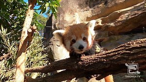 Today is International Red Panda Day, so join our keepers as they head inside the Red Panda exhibit for feeding time with mum Amala and cubs Ishwar and Mishry. Who knew breakfast was so noisy, dribbley and involved so much climbing! ⠀ ⠀ Unfortunately the same striking looks that make Red Pandas so cute to watch also make them a target for poaching and the illegal wildlife trade, so International Red Panda Day gives Taronga’s pandas an excuse to raise awareness about what can be done to help prot