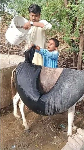الصغير والكبير في قلب الصحراء… صراع من أجل الماء ودموع لا تتوقف 😢💧