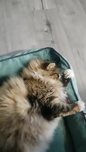Please enjoy this floof. https://imgur.com/gallery/q8MyCEm | Imgur
