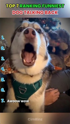 ranking funniest : dog talking back