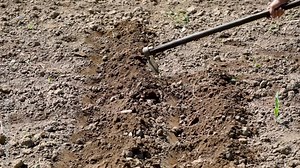 Soil preparation for sowing using hoe, hoe tillage