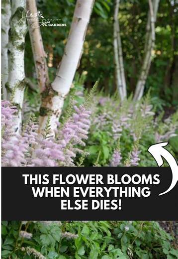 Need color in late July when most perennials are done blooming? Astilbe sends up beautiful plumes exactly when your garden needs it most! Plus it tolerates wet, damp conditions that kill other plants. Perfect for those problem spots where nothing else will grow! Finally, a solution for wet shade areas! 👉 Follow @homegrowngardenschicago for problem-solving perennials! #gardening #perennials #flowers #landscaping #shadegarden