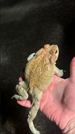 Bufo alvarius, the Colorado river toad/sonoran desert toad 🐸