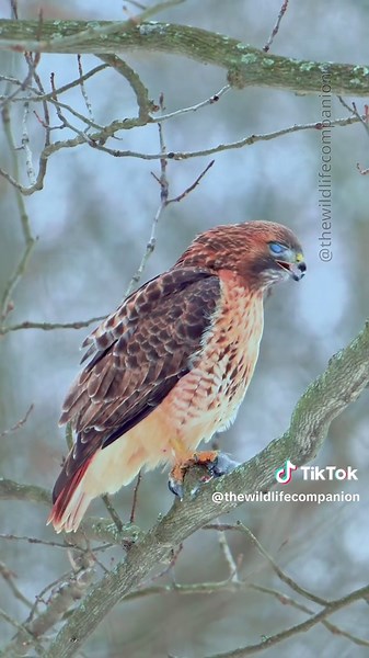 Red-tailed Hawk's Majestic Meal in Nature